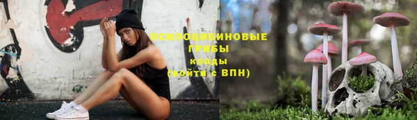 стаф Тайга